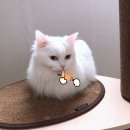 연서동물종합병원 | 은평 연서 종합동물병원 이용 후기