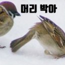 참새커피 - 남동구 정각로 6 | 참새커피