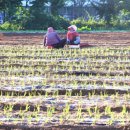 아침농장순창 이미지