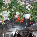 굿모닝농장 이미지