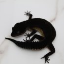 시스터게코