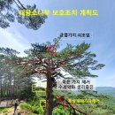 울진소나무 이미지