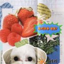 도기크루 이미지