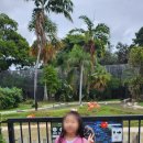 태평양목장 | 2월 하와이 날씨, 만6살 아이랑 호놀룰루 동물원 후기 - 놀이터 덕분에 더 로컬처럼 느껴졌던 곳 / 포케...