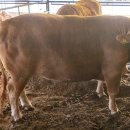 최고축산 이미지