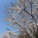 음식의길 | 왜관 벚꽃길 맛집 나자르, 터키음식 타코 버거 랩 먹어본 후기