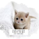 익산고양이분양 인생내캣 | 구리에서 만난 내 첫 고양이, 도레미캣 다산점 분양 후기!