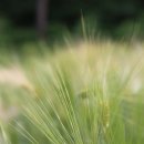 자명축사 이미지