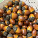 🐿️ 꼬마 다람쥐들의 가을 나들이 🍂 이미지