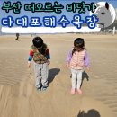 다대포해수욕장 | 새롭게 떠오르는 부산 관광지 다대포해수욕장 후기 주차 정보