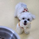 감자국댕치원 이미지