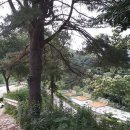 강화 버팔로 캠팜 티스토리