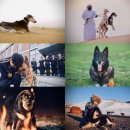 프라임 도그 이미지