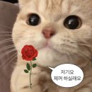 안대지천 3-3R | 책이 패션인 게 어때서 언젠간 다 읽으리라