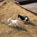 익산애견테마파크 이미지