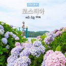 카페수국 - 순천시 하대석길 72 | 여수 카페 로스티아 수국 포토존 후기