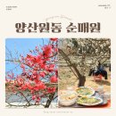 2025 양산 원동 순매원 매화 개화 시작! 포토존 주차 꿀팁