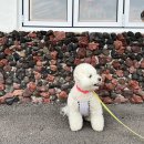 신암해안길L | [대구/경북] 울산 간절곶 애견동반식당&amp;카페 &#39;간절바당&#39; 솔직후기