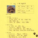 꼬순 | [#914]꼬순(양측 슬개골 탈구 G3)의 수술후기