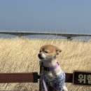 역삼-1731 | 🌸 강원도 양양 남대천 주문진 벚꽃명소 애견동반 여행 후기