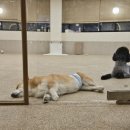 꼬리흔들 유치원 이미지