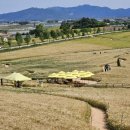 황금물결 농장 이미지