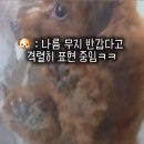더예쁘개 이미지