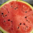 노산지 | 이마트 수박 가격 총정리 6월10일까지 — 종류별 비교 + 노브랜드 수박 후기🍉