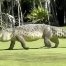 어슬렁어슬렁 이미지