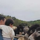 동키 이미지