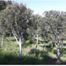 백송농장 이미지