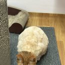 반려동물 셀프미용 | [내돈내산] 반려동물 이발기, 강력 파워 프로 이발기, 고양이 셀프미용 후기