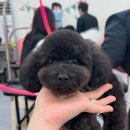 미용의정서애견미용학원 네이버블로그