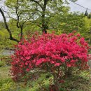 고려산철쭉축제 이미지