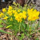 채소 | 다이소 꽃씨와 채소 씨앗 구매 후기, 봄을 준비하는 주말 일상