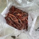 홈술안주추천 - 울진새댁수산 단새우, 아마에비 택배후기 (추천조합, 손질방법)🦐 🍸