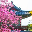 비원베이커리 | 창덕궁 홍매화 개화 시기·포토존·주변 맛집 총정리 2026 🌸