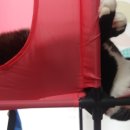 똥꼬발랄 이미지