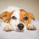 백석동물병원 이미지