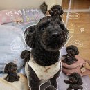 번동2단지종합사회복지관 | 4, 5월 일상일기 (봄 꽃나들이, 석촌호수, 과천현대미술관, 태안국제원예치유박람회, 나문재, 구직활동 등)