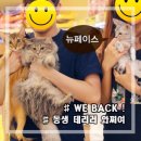 미니펫 강아지분양 고양이분양 성수점 네이버블로그