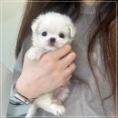 멍블랑 강아지분양 시흥배곧점 | 배곧애견샵 말티즈분리불안 없어요