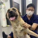 롯데동물병원 이미지