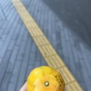 당리 할아버지 이미지