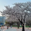 경북대학교 정문 | 대구 벚꽃 구경 어디로 갈까? 경북대 캠퍼스 벚꽃길 2026년 실시간 후기 주차팁