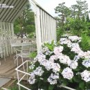수국정원카페 이미지
