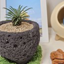 기린농장 | 스퀘어폰드 괴마옥 소철기린 선인장 화분 내돈내산 반려식물 후기