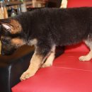 셰퍼트 분양 이미지