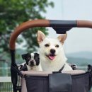 놀멍애견펜션 | 행복, 하다와 함께하는 포천 여행 리스트 (놀멍애견펜션, 고모호수공원, 그리네오아시스, 강경불고기...