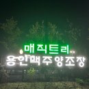 매직트리 - 서구 도솔로 485 | 용인 수제 맥주 맛집 매직트리 브루어리 포장 후기